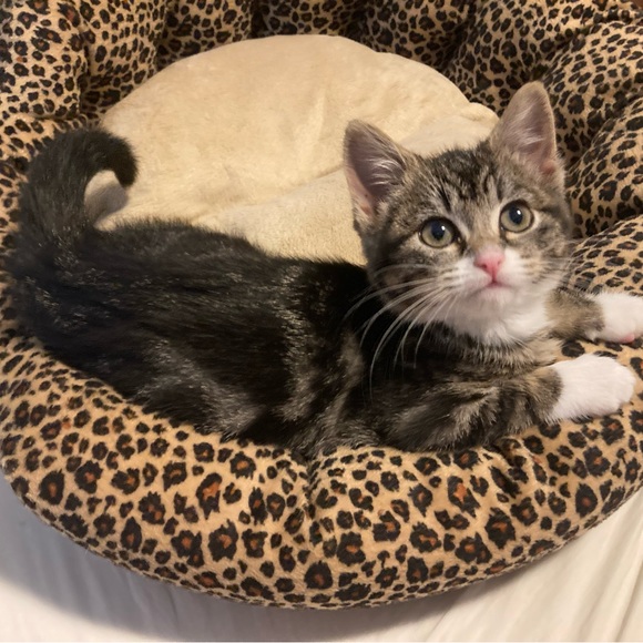 Kittens ๐ป๐ป๐ป - Picture 1 of 16